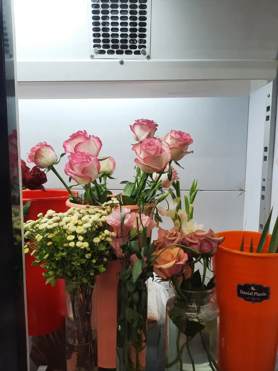 گل رز در رنگ های مختلف|گل و گیاه طبیعی|سبزوار, قصبه اب یمین|دیوار