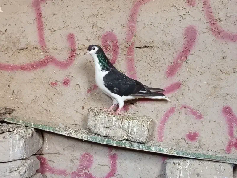 کفتر رنگه|پرنده|هامون, |دیوار