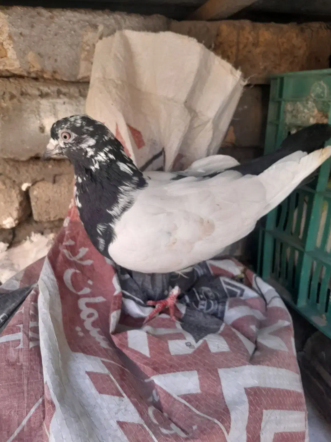 کفتر|پرنده|گلبهار, شهر جدید گلبهار|دیوار