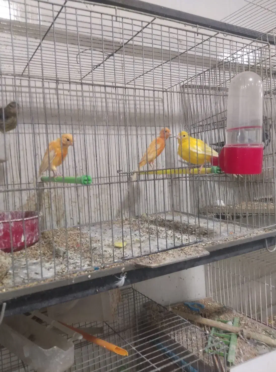 ۴عددقناری ۲۵۰۰مقطوع   آیهان|پرنده|خوی, |دیوار