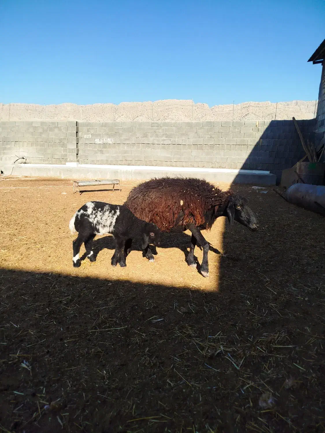 گوسفند بابره|حیوانات مزرعه|سرپل ذهاب, |دیوار