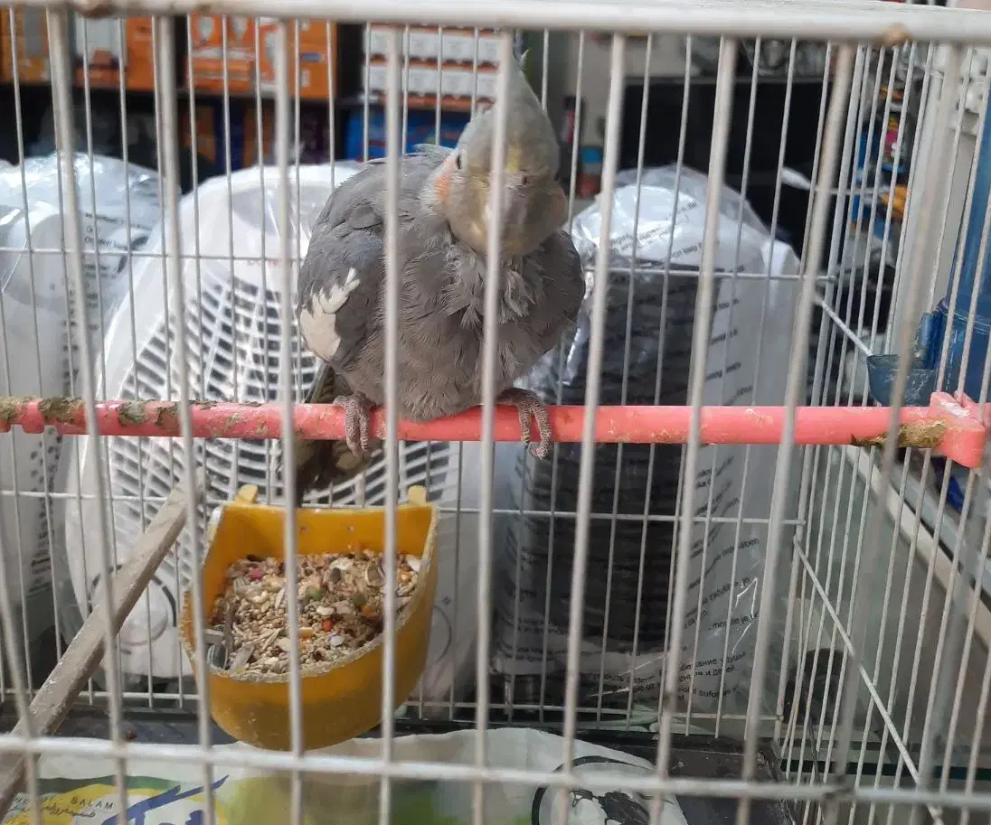 عروس هلندی|پرنده|مشهد, چهارچشمه|دیوار