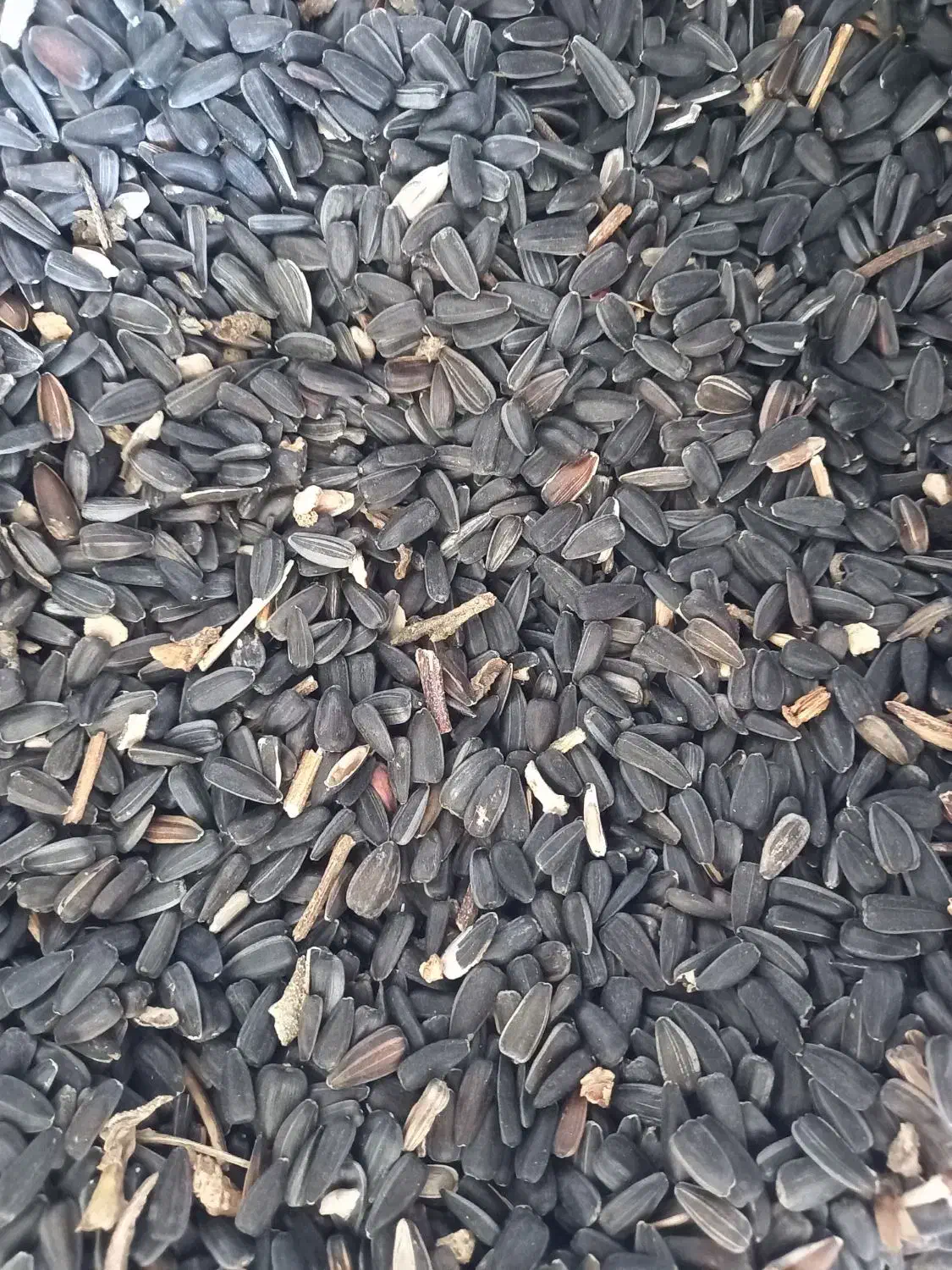 آفتابگردان روغنی بوجار شده|خوردنی و آشامیدنی|کلاله, |دیوار