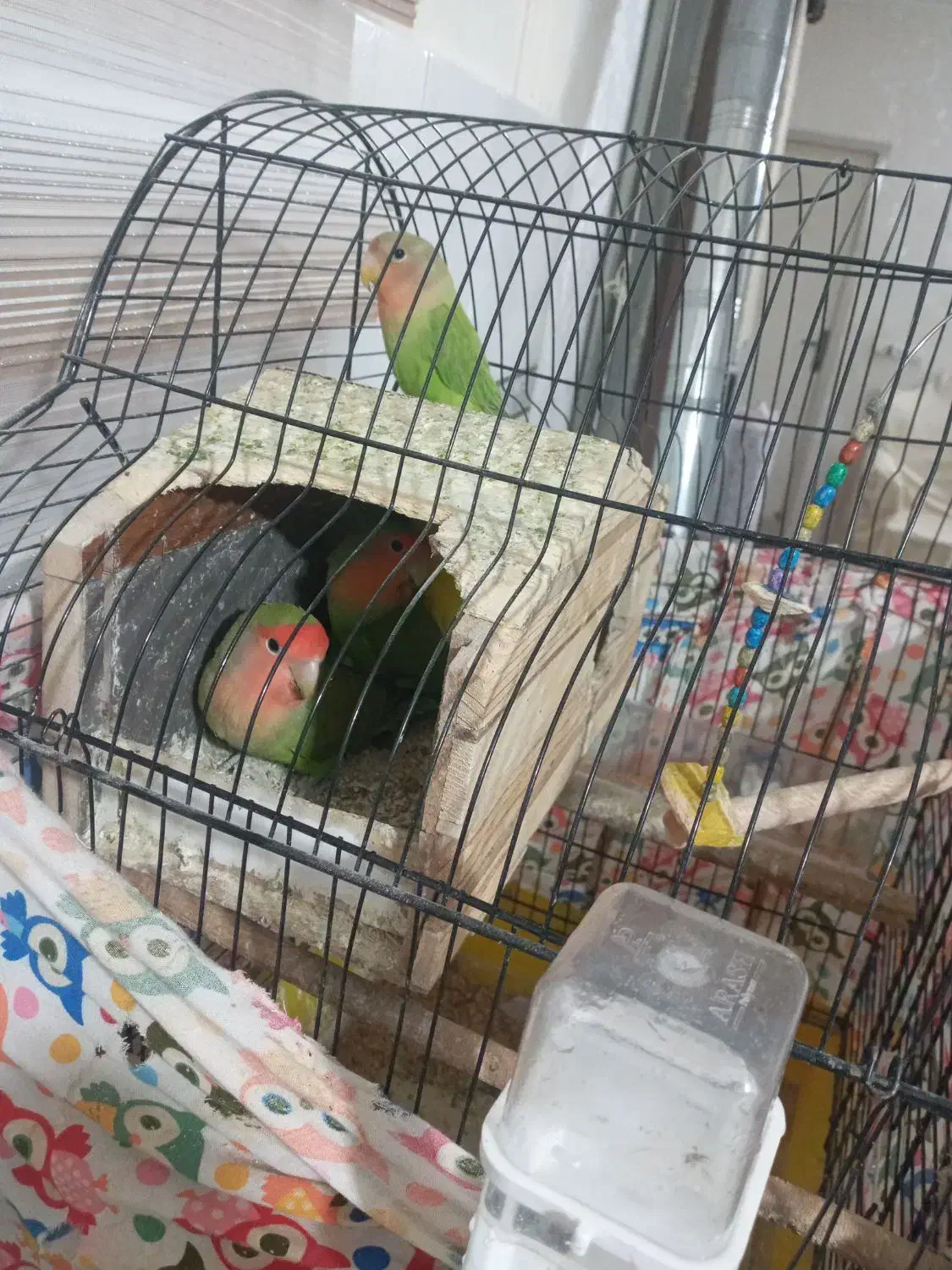 یک جفت طوطی برزیلی مولد  با ۵تا جوجه|پرنده|پاکدشت, پاکدشت (مامازند)|دیوار