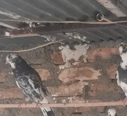 کفتر هما سرور پرشی|پرنده|خاوران, |دیوار