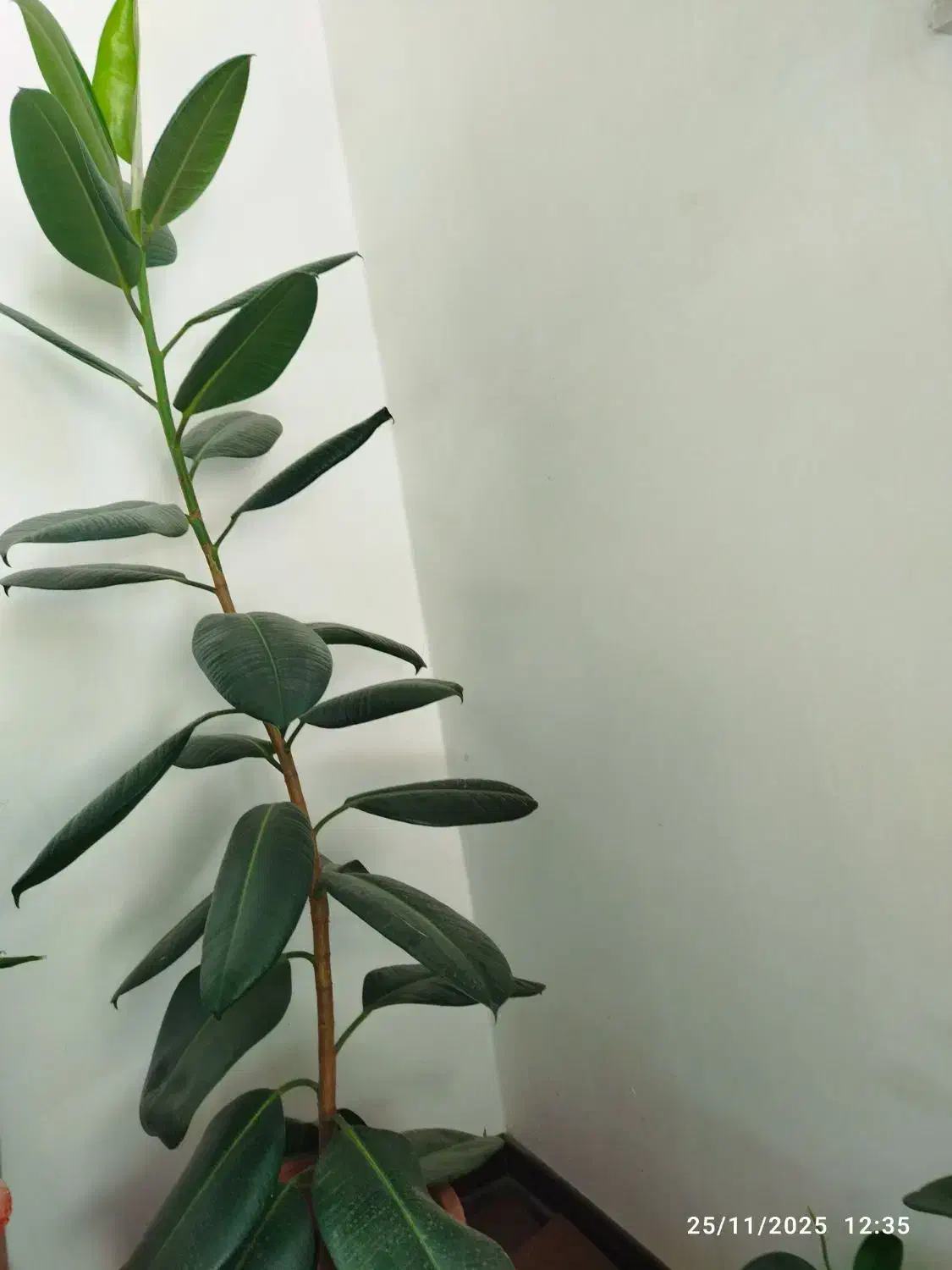 گل‌های زیبا|گل و گیاه طبیعی|شهرکرد, |دیوار