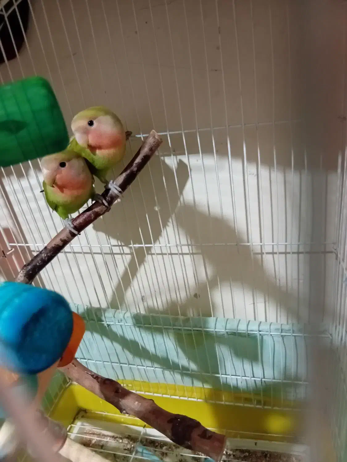 طوطی برزیلی|پرنده|چهاردانگه (تهران), |دیوار