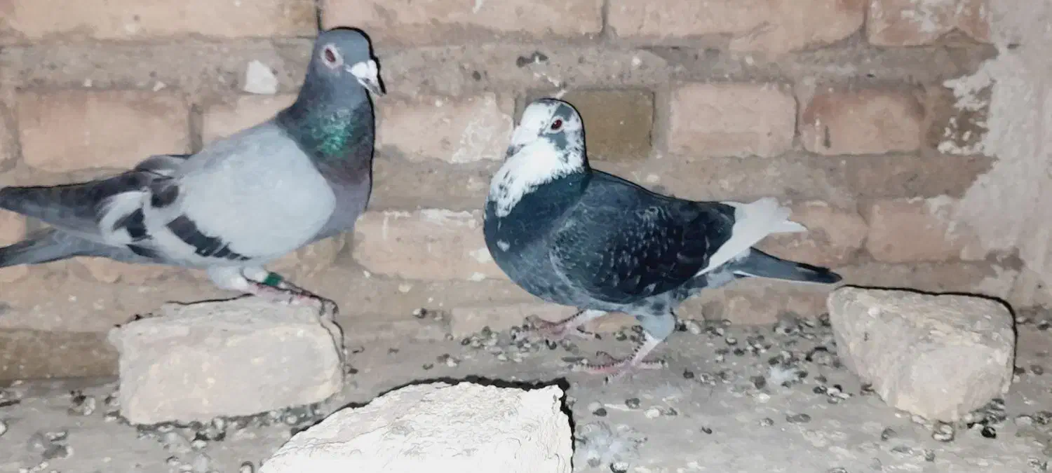 مسافتی|پرنده|اهر, |دیوار