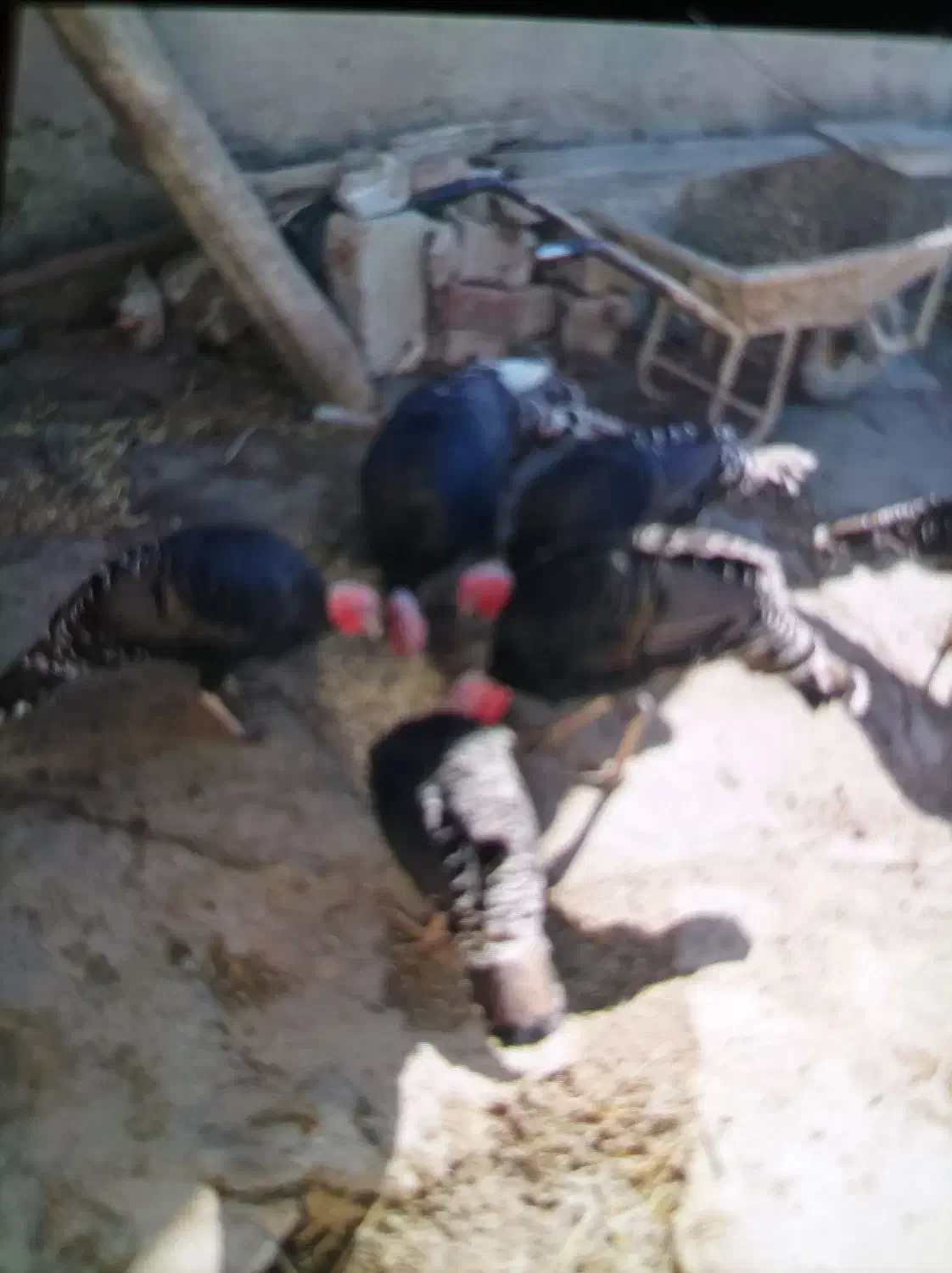 بوقلمون نر و ماده جفت جفت 4عدد|حیوانات مزرعه|ویلکیج, |دیوار