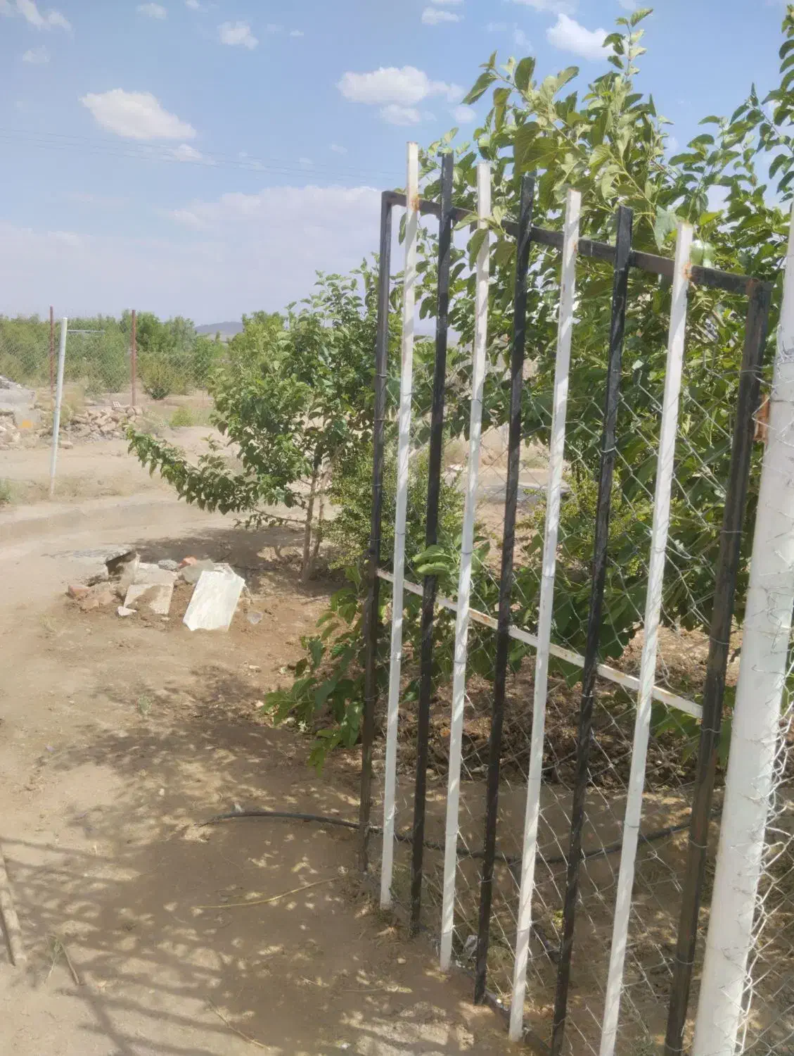 زمین دشت بجد|فروش دفتر صنعتی، کشاورزی، تجاری|بیرجند, |دیوار