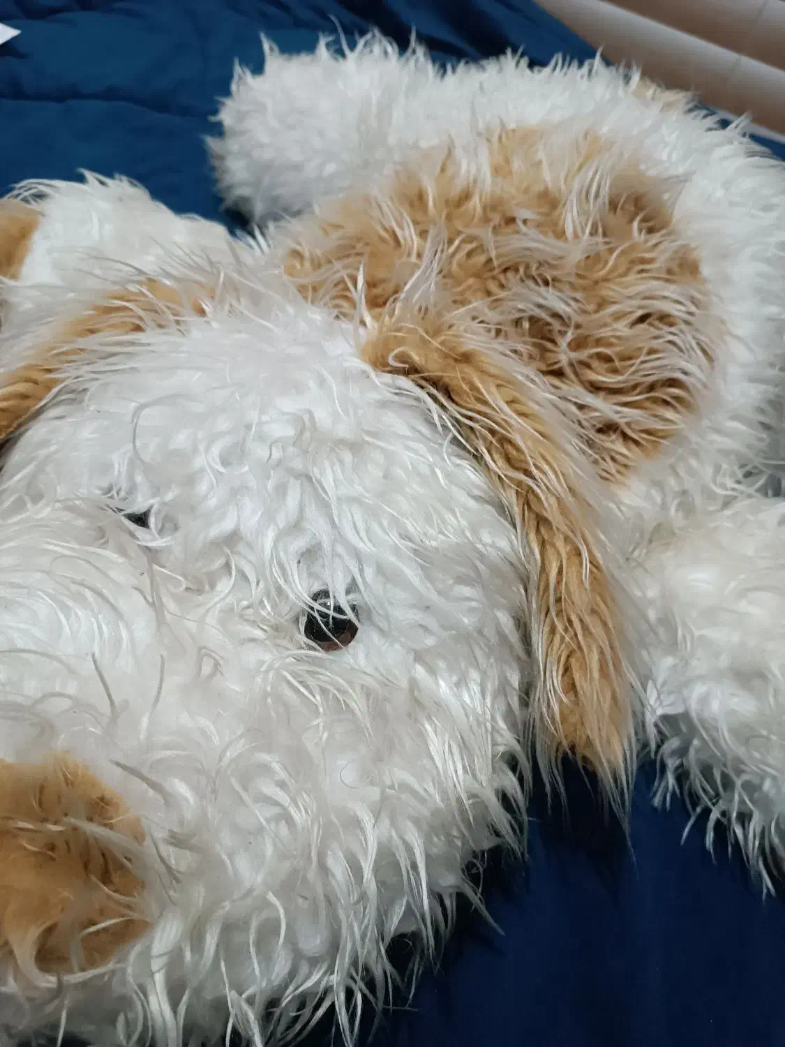 سگ عروسکی|اسباببازی|شاندیز, |دیوار