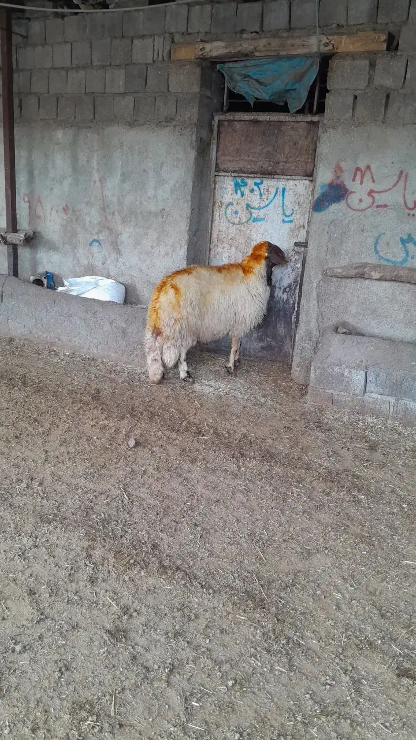 ورن داشتی|حیوانات مزرعه|کامیاران, |دیوار