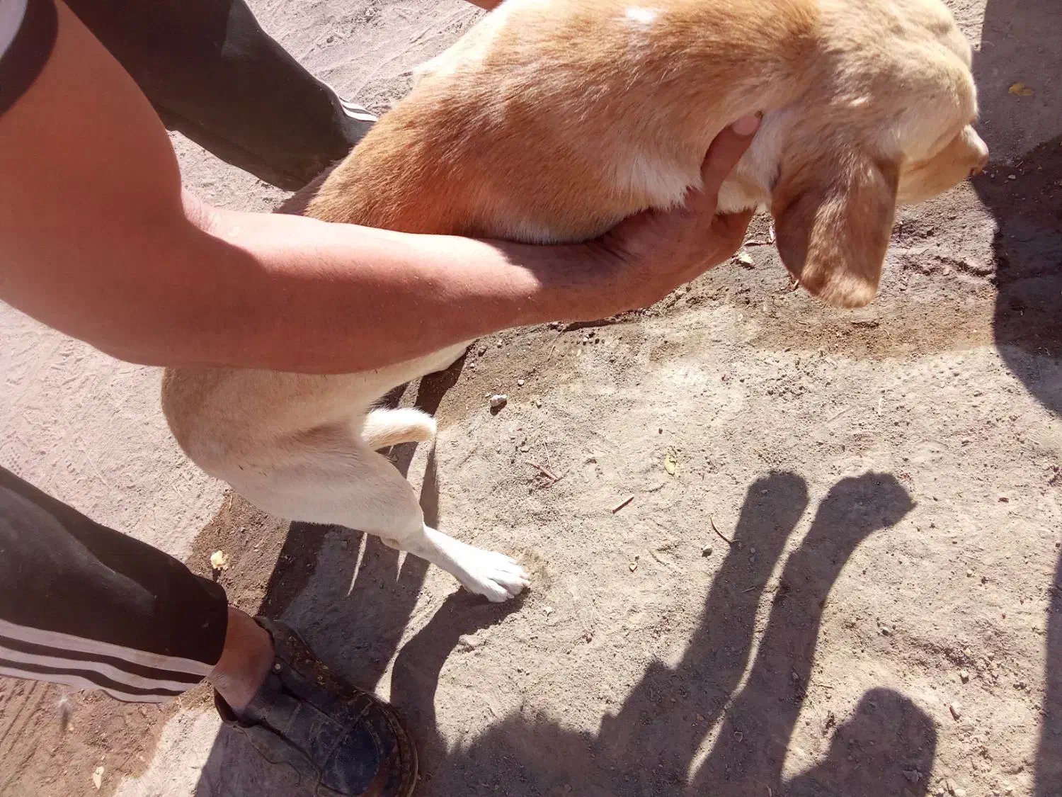 حیوانات|سگ|سبزوار, قصبه شرقی|دیوار