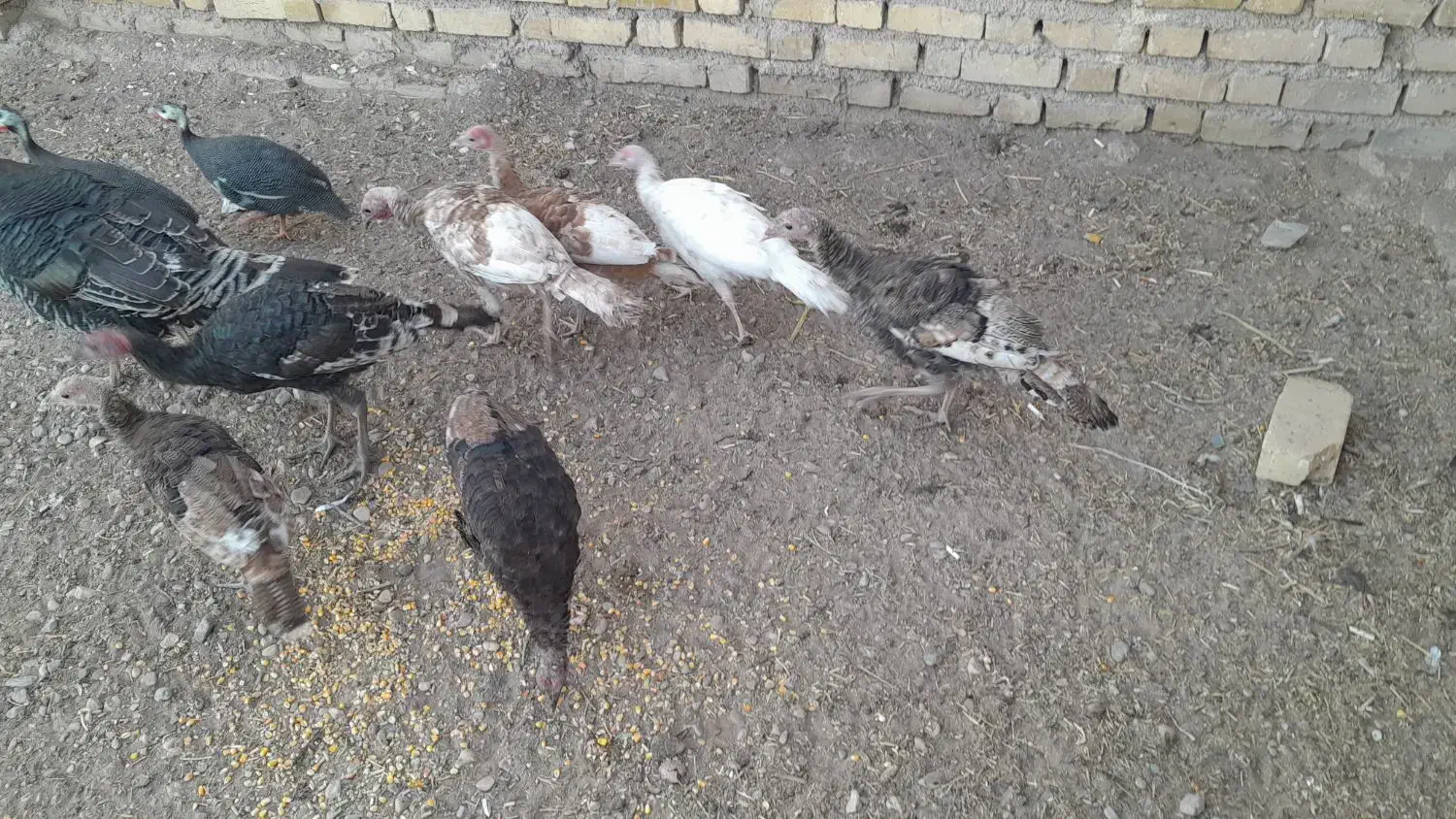 بوقلمون محلی|حیوانات مزرعه|الوند, |دیوار