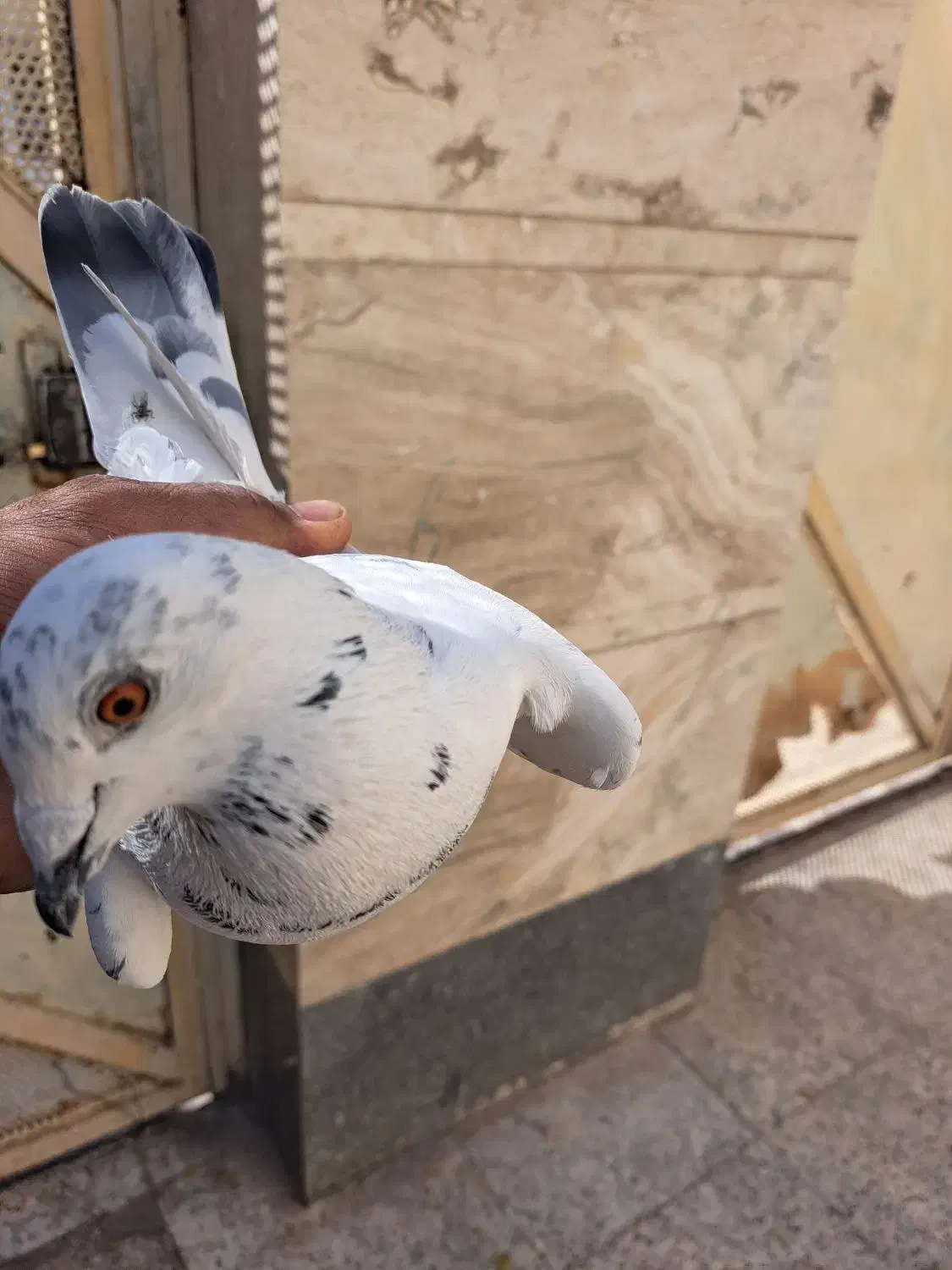 کفتر وپرنده|پرنده|شیراز, شهرک رضوان|دیوار