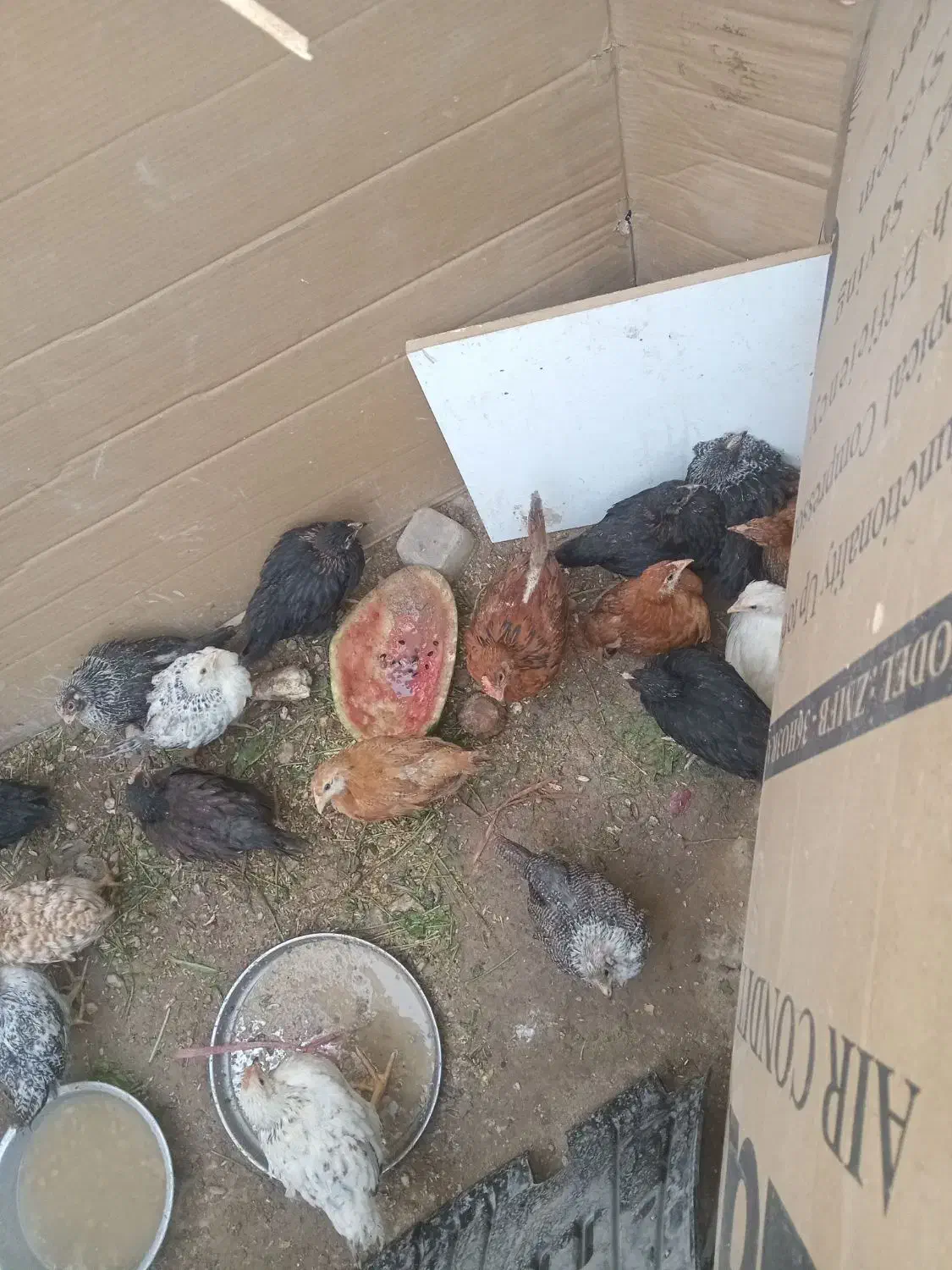 مرغ و خروس سالم و سرحال واکسن زده|حیوانات مزرعه|اهواز, کوی مندلی(سه راه خرمشهر)|دیوار