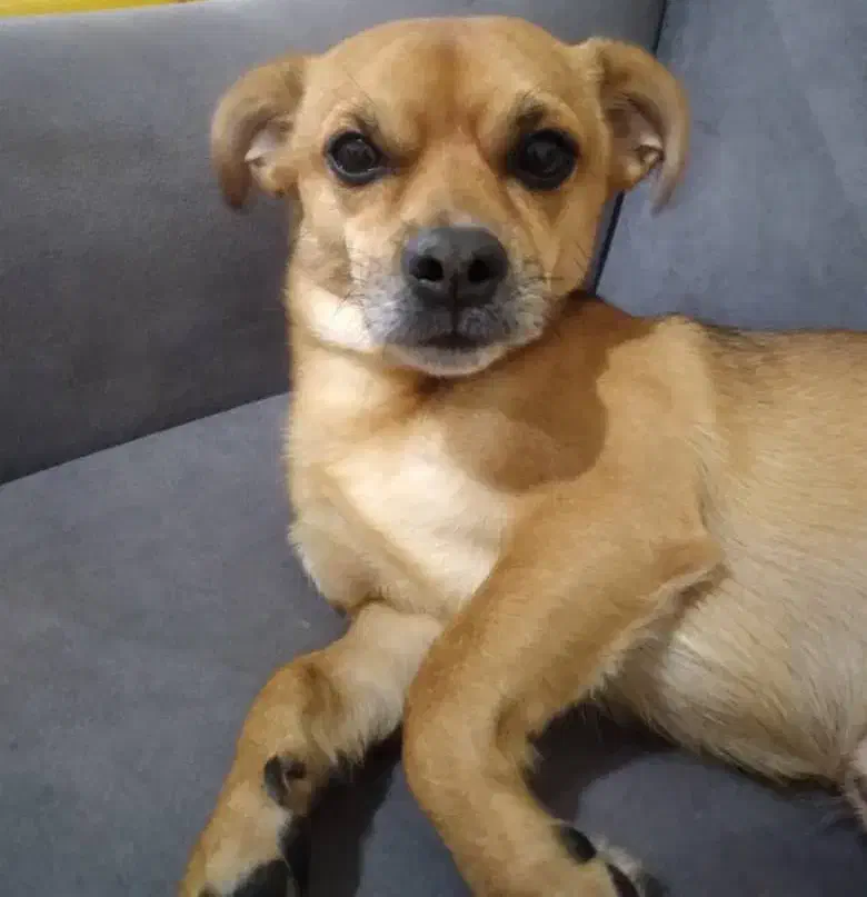 سگ گم شده|سگ|قم, نیروگاه|دیوار