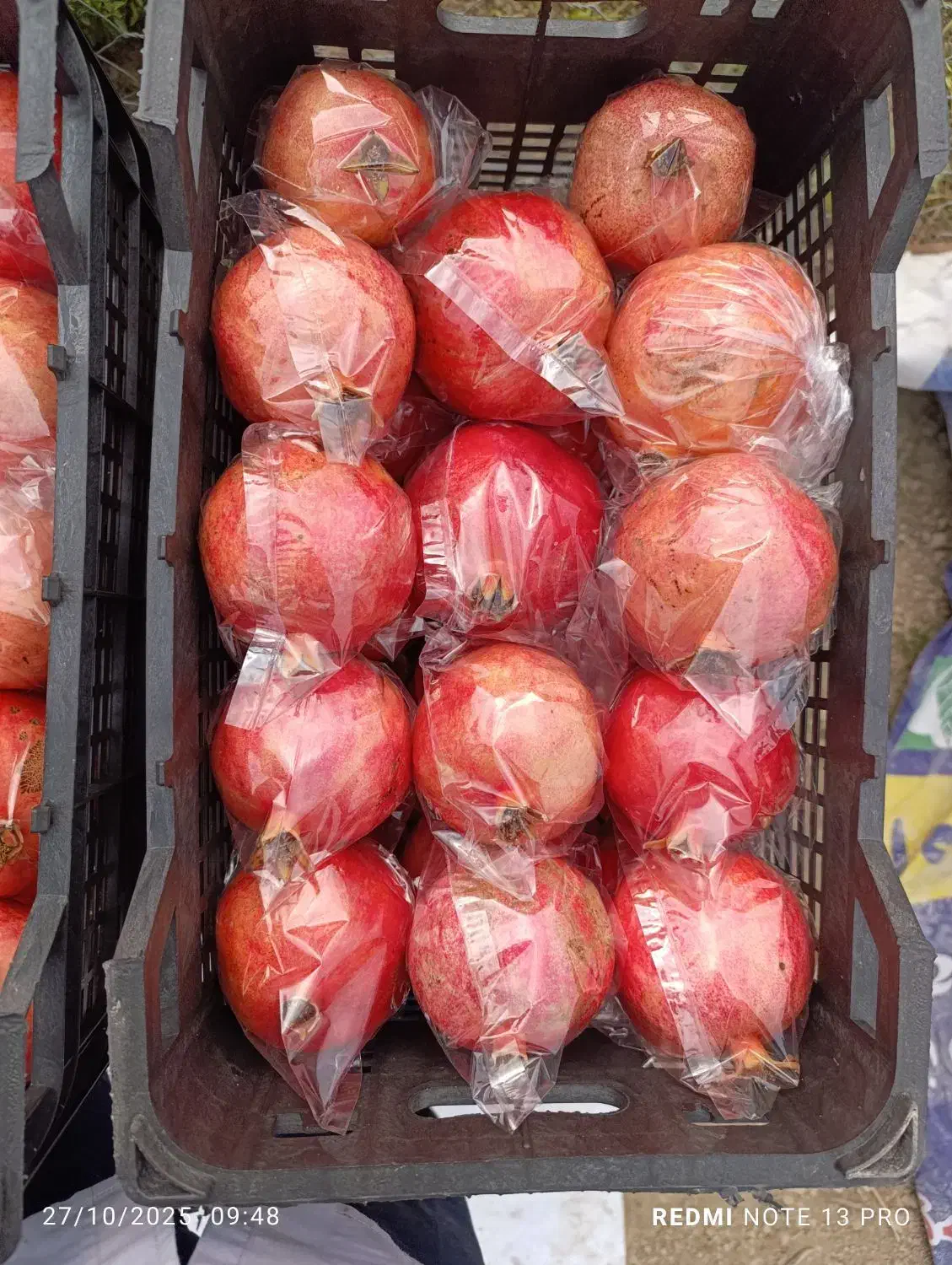 انار ملس ممتاز|عمدهفروشی|کردکوی, |دیوار