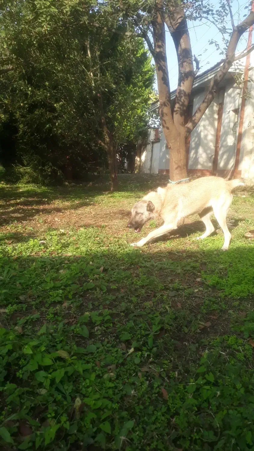 توله هشت ماهه سرابی اصل|سگ|ماسال, |دیوار