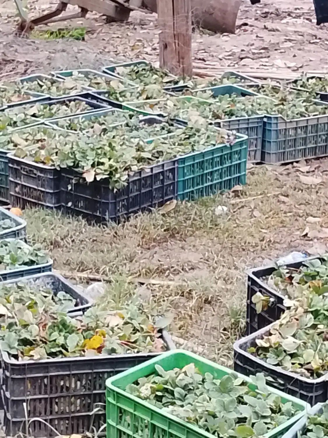 نهال توت فرنگی سابرینا درجه یک|گل و گیاه طبیعی|خان ببین, |دیوار