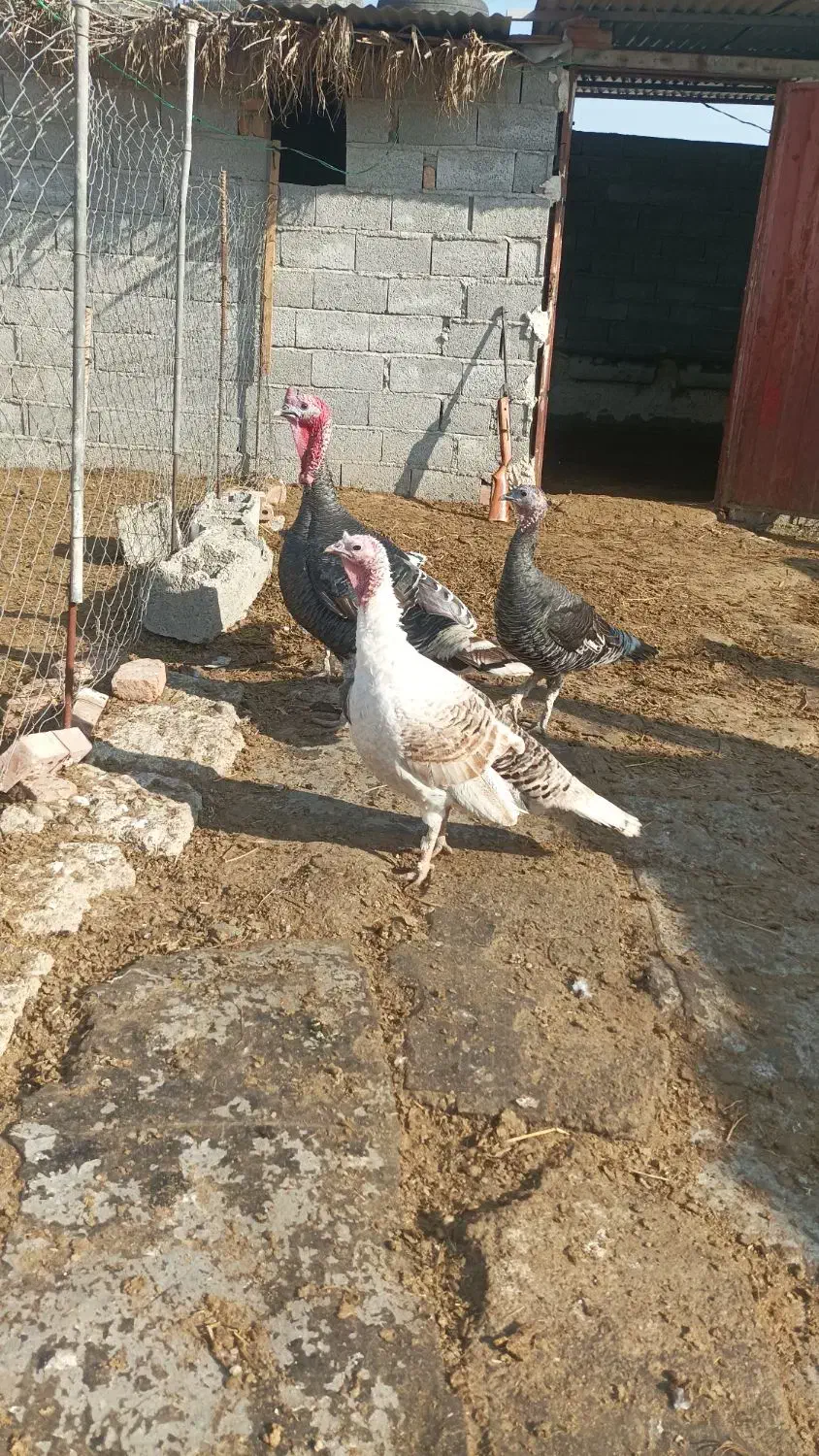 بوقلمون طبیعی وخروس طبیعی|حیوانات مزرعه|پارس‌آباد, |دیوار