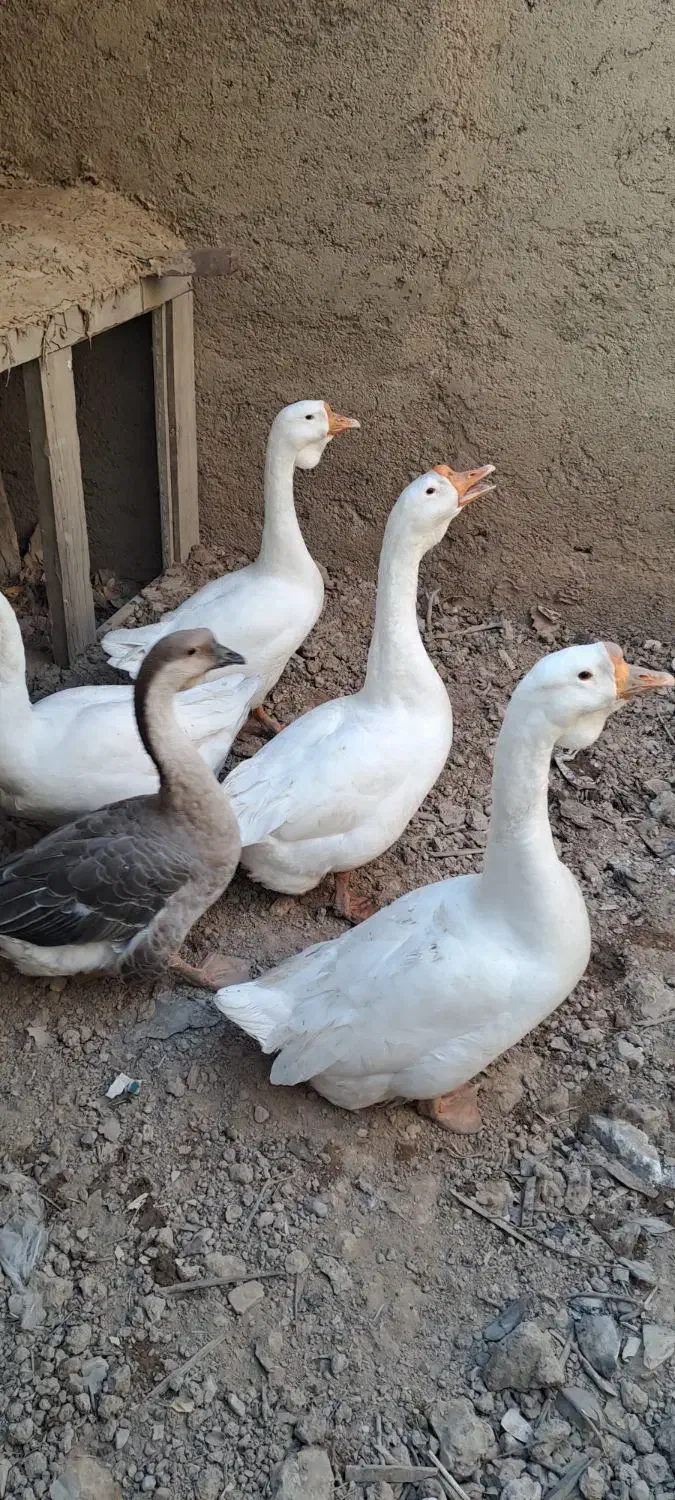 قوغاز و اردک مسکویی(اسرائیلی) رنگ خاص طوسی|حیوانات مزرعه|سمنان, |دیوار