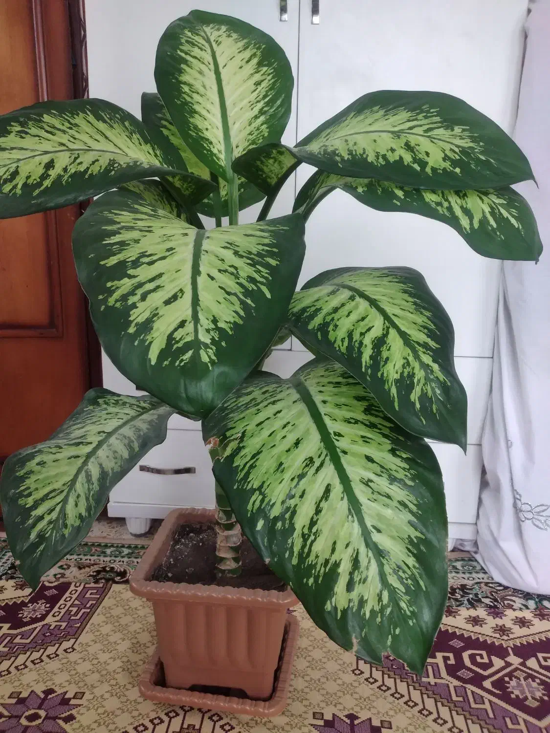 گل دیفن باخیا|گل و گیاه طبیعی|آستارا, |دیوار