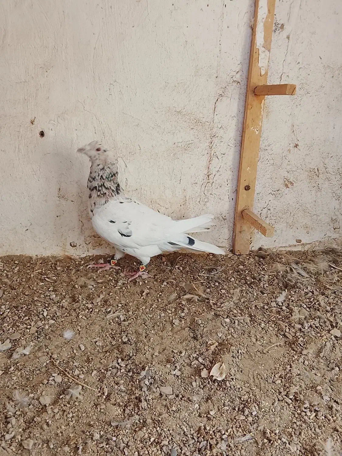 درود خدمت تمام عشق بازان عزیز|پرنده|سبزوار, قصبه شرقی|دیوار