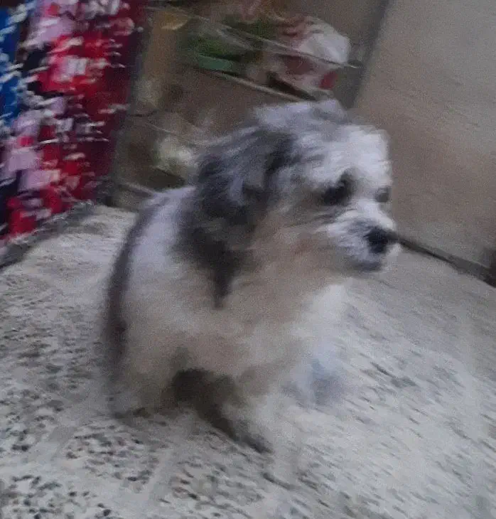 واگذاری سگ شیتزو تربیت شده|سگ|محمدشهر, محمدشهر|دیوار