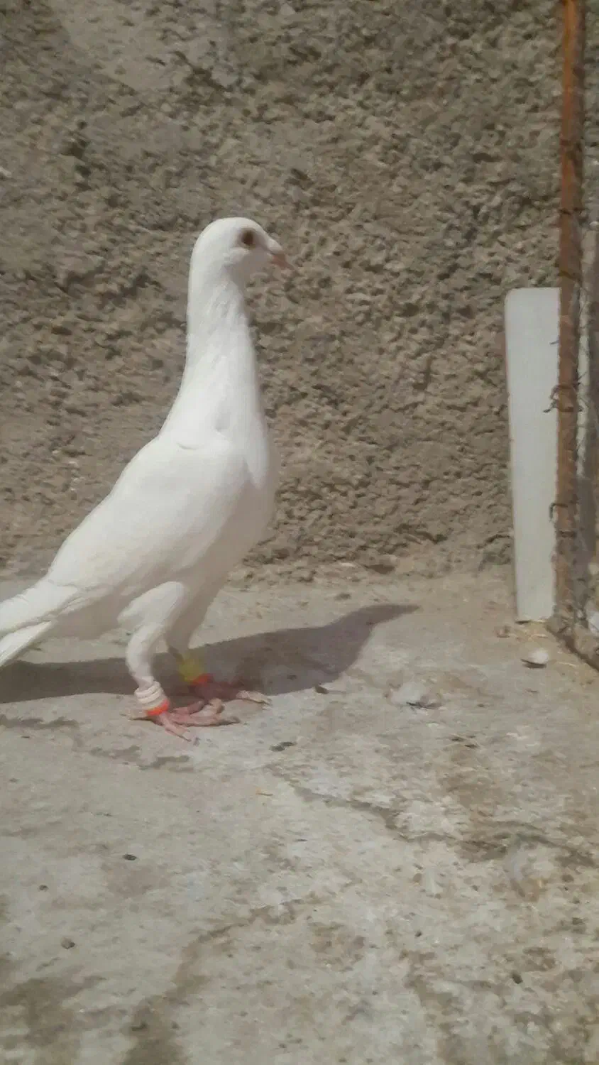 کبوترسفیدماده|پرنده|آشخانه, |دیوار