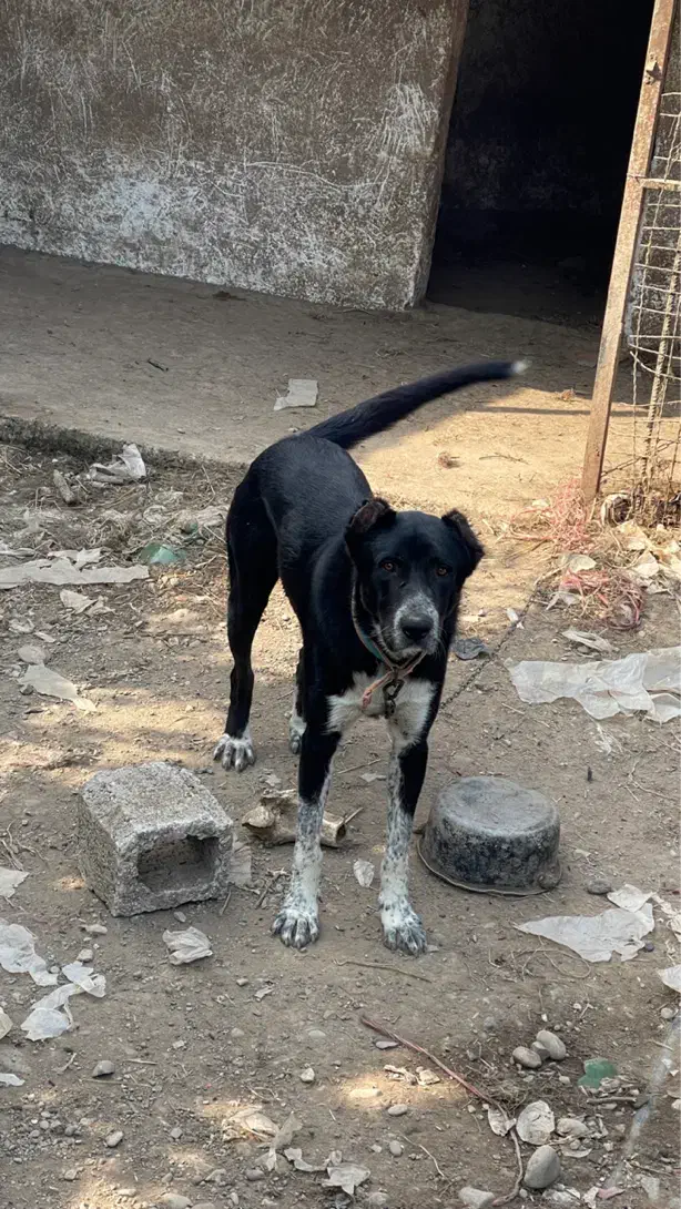 سگ گله نگهبان|سگ|رشت, حومه رشت|دیوار