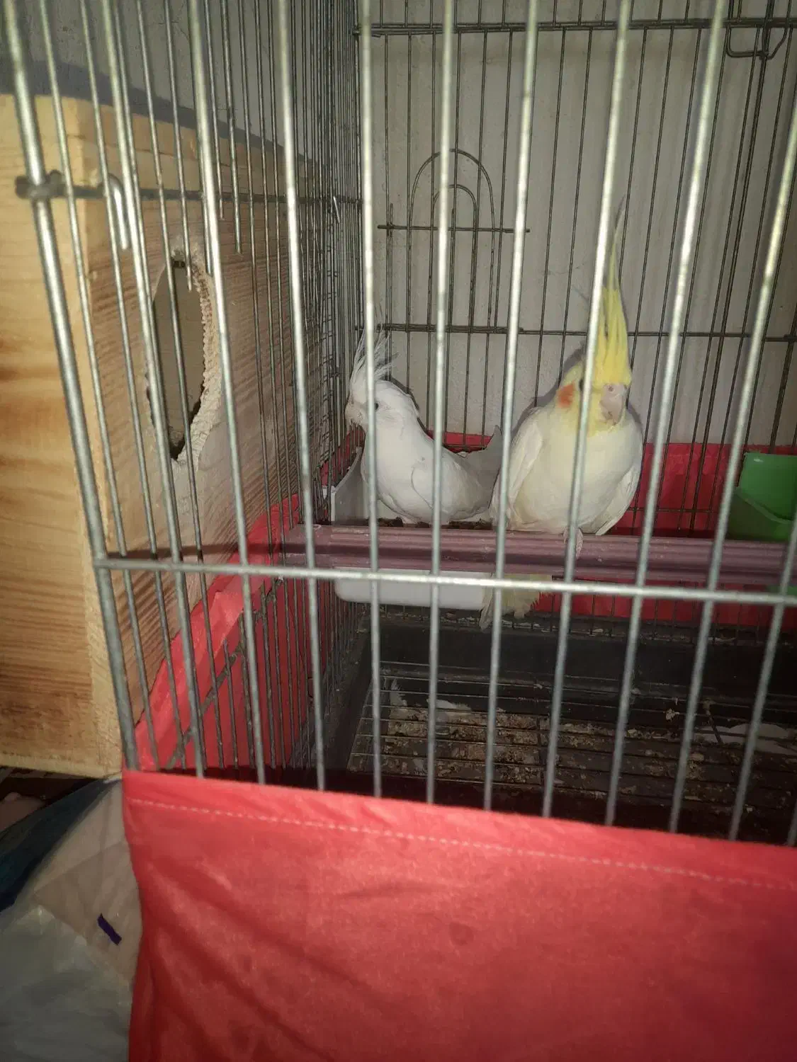 عروس هلندی وفنج|پرنده|بندرعباس, |دیوار