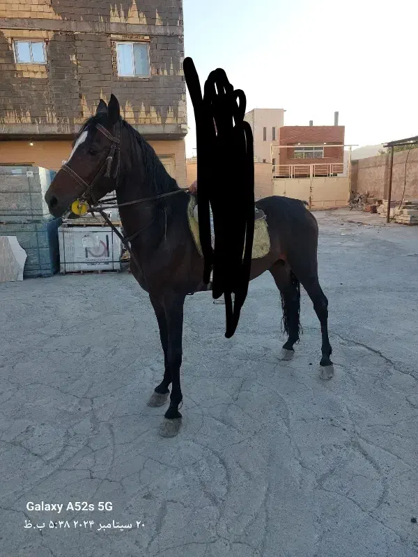 اسب نریون|اسب و تجهیزات اسب‌سواری|پیر بکران, |دیوار