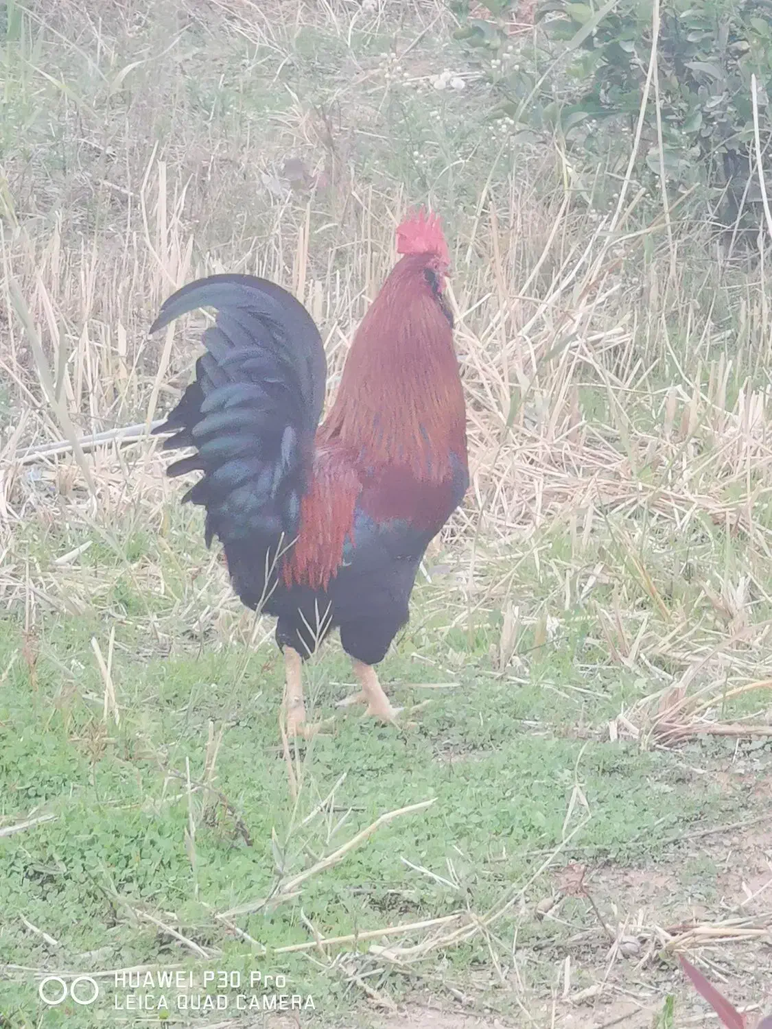 مرغ و خروس|حیوانات مزرعه|دشت ذهاب, |دیوار