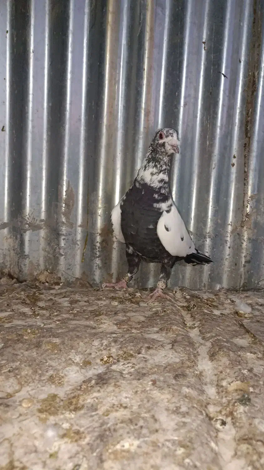 کفتر گلی|پرنده|شیراز, شهرک مدرس|دیوار