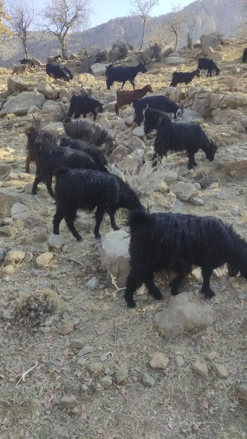 بز آبستن داشتی جوان|حیوانات مزرعه|درودزن, |دیوار