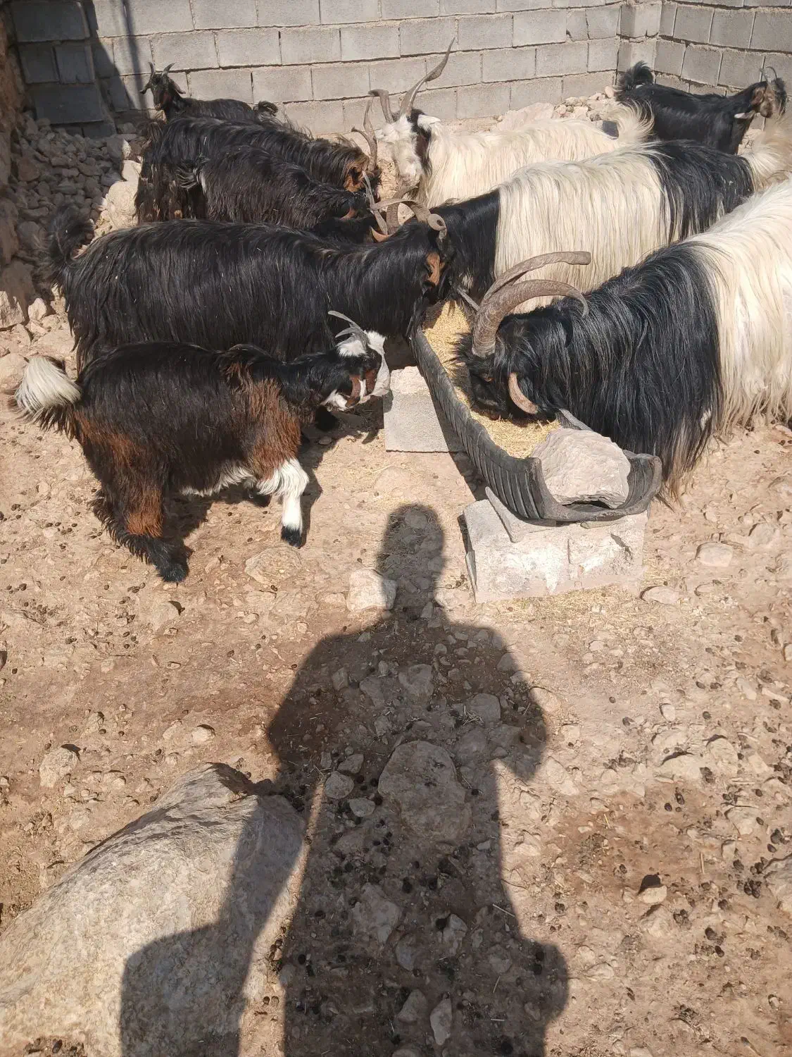فروش ۴ راس بز داشتی و هیکلی ابستن ب فروش میرسد|حیوانات مزرعه|ایذه, |دیوار
