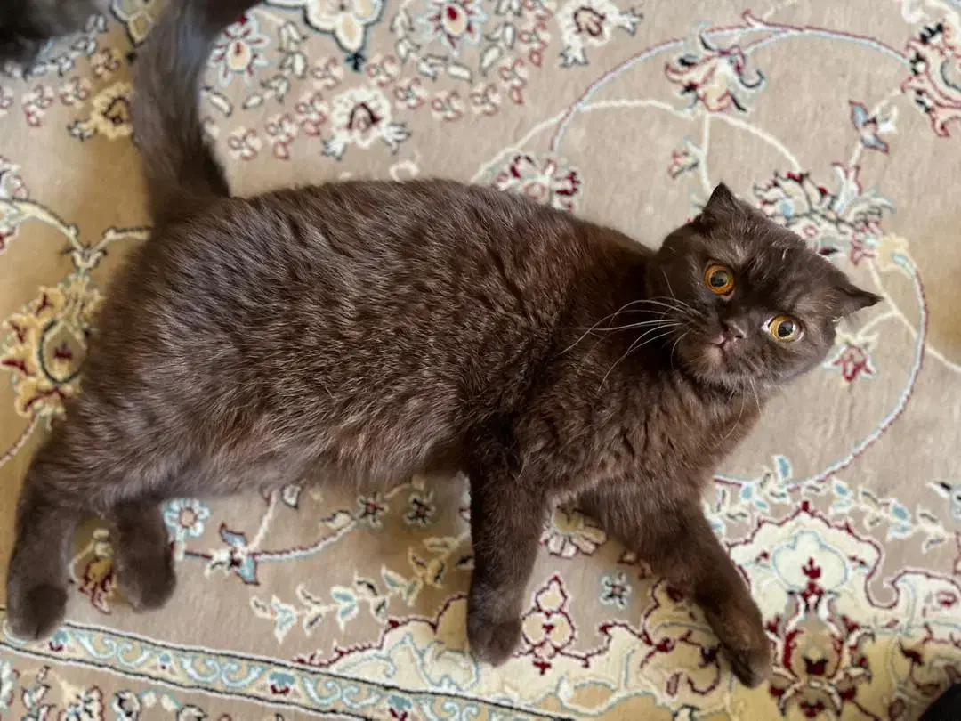 اسکاتیش|گربه|کرمانشاه, |دیوار