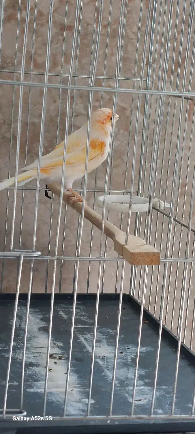 فروش قناری نر زیبا و بلند|پرنده|صحنه, |دیوار