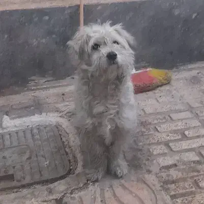 سگ پاکوتاه|سگ|اردبیل, |دیوار