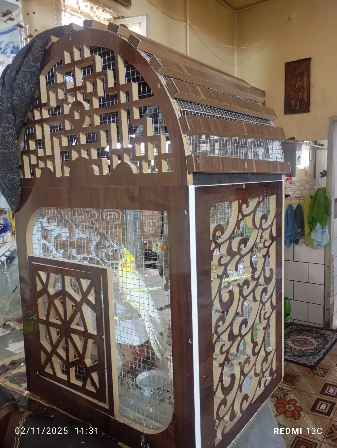 عروس هلندی|پرنده|کرمان, |دیوار