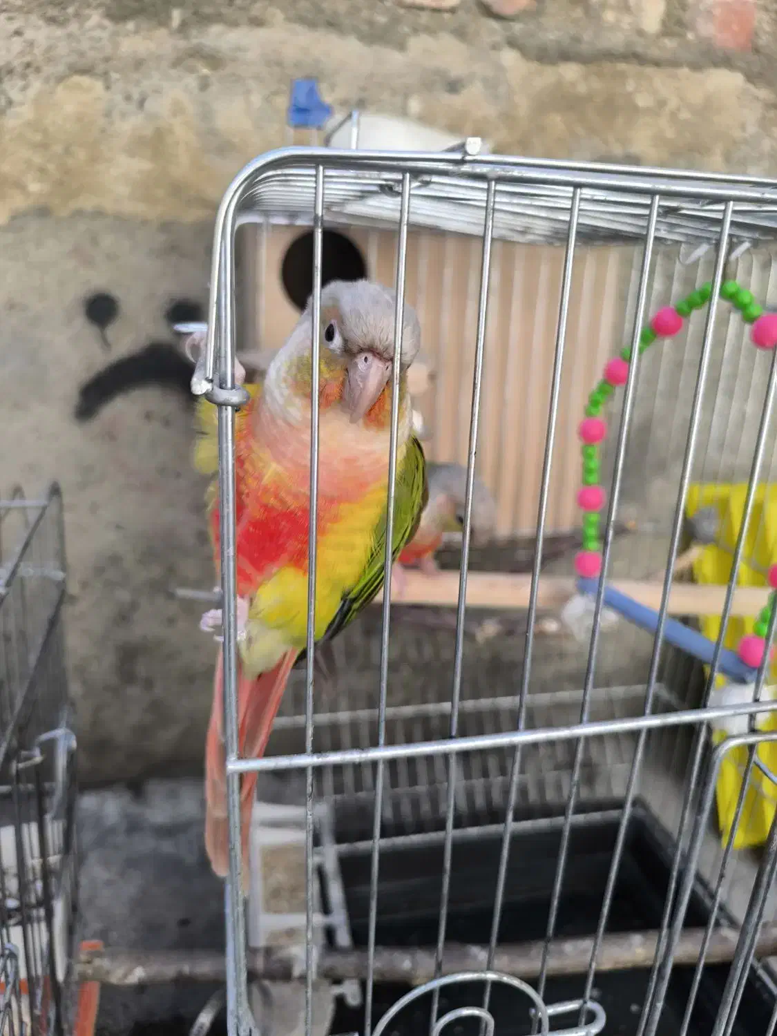 12جفت طوطی گرینجک ردفاکتوری|پرنده|بوکان, |دیوار