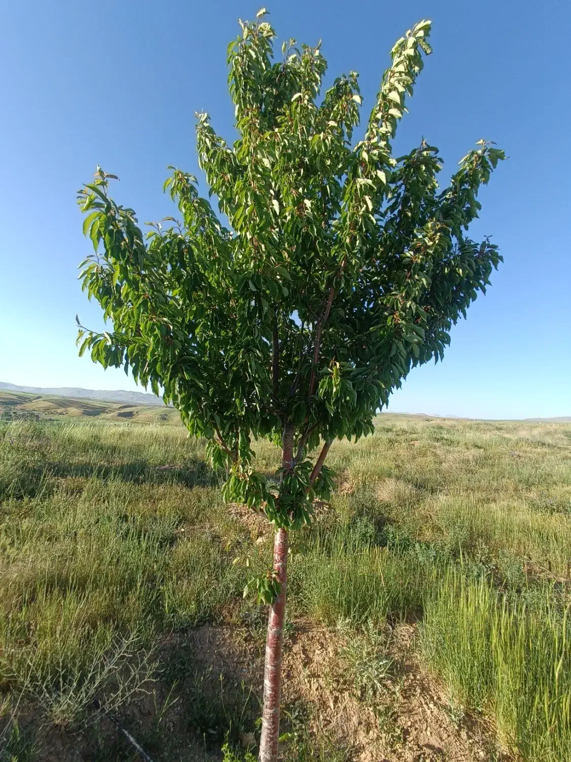 فروش درخت میوه چند ساله|گل و گیاه طبیعی|الیگودرز, |دیوار