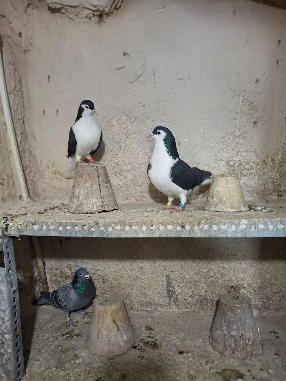 یک جفت شیخی|حیوانات|تبریز, |دیوار