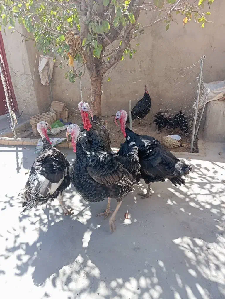 فروش بوقلمون|پرنده|سنندج, |دیوار