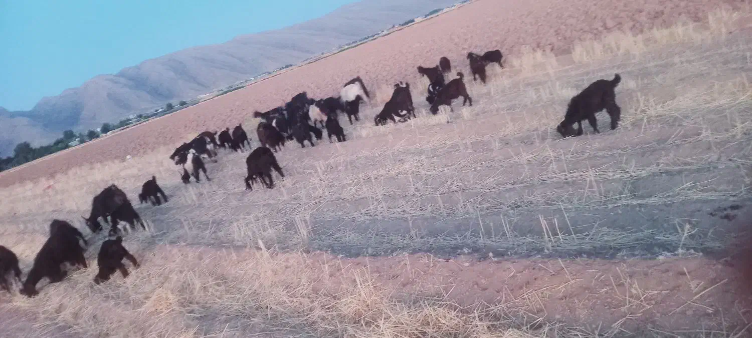 فروش و معاوضه بز با نیسان وانت|حیوانات مزرعه|ارژن, |دیوار