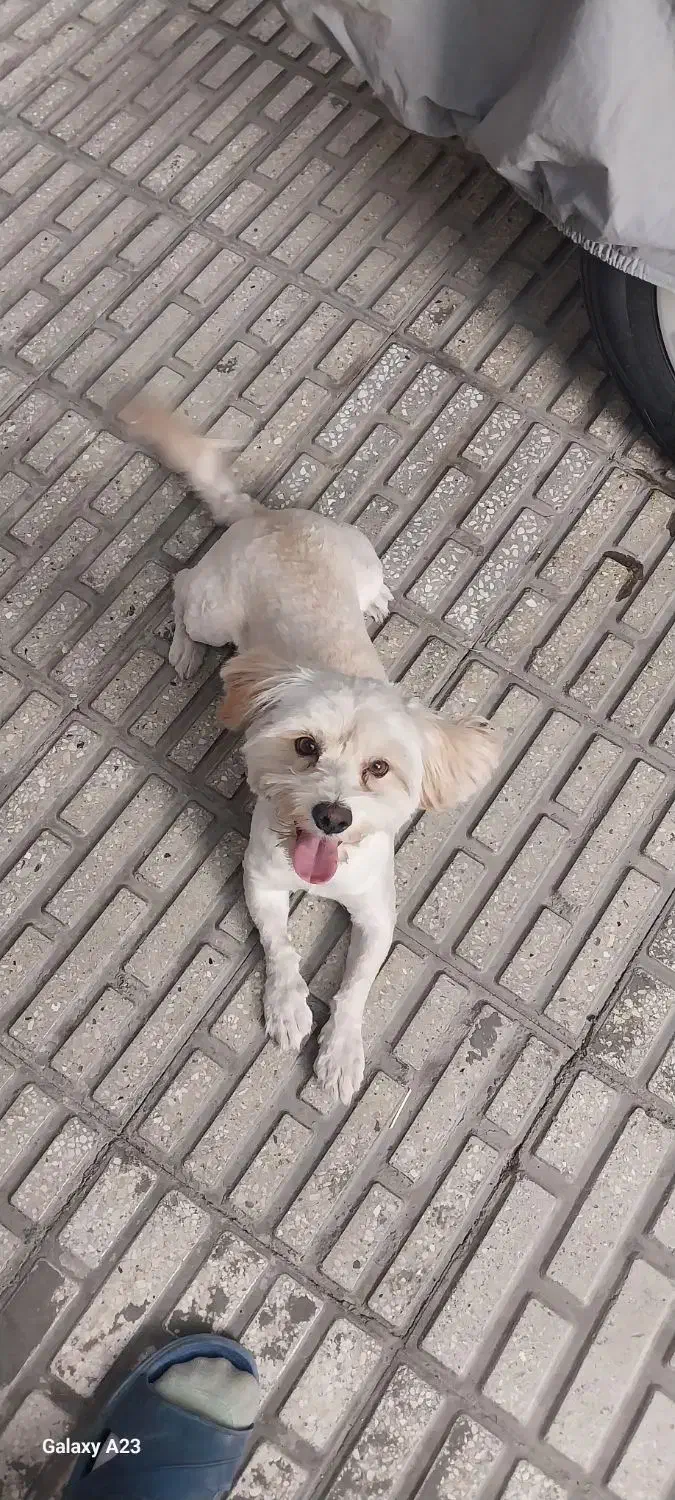 سگ باهوش نر|سگ|قره پشتلو, |دیوار