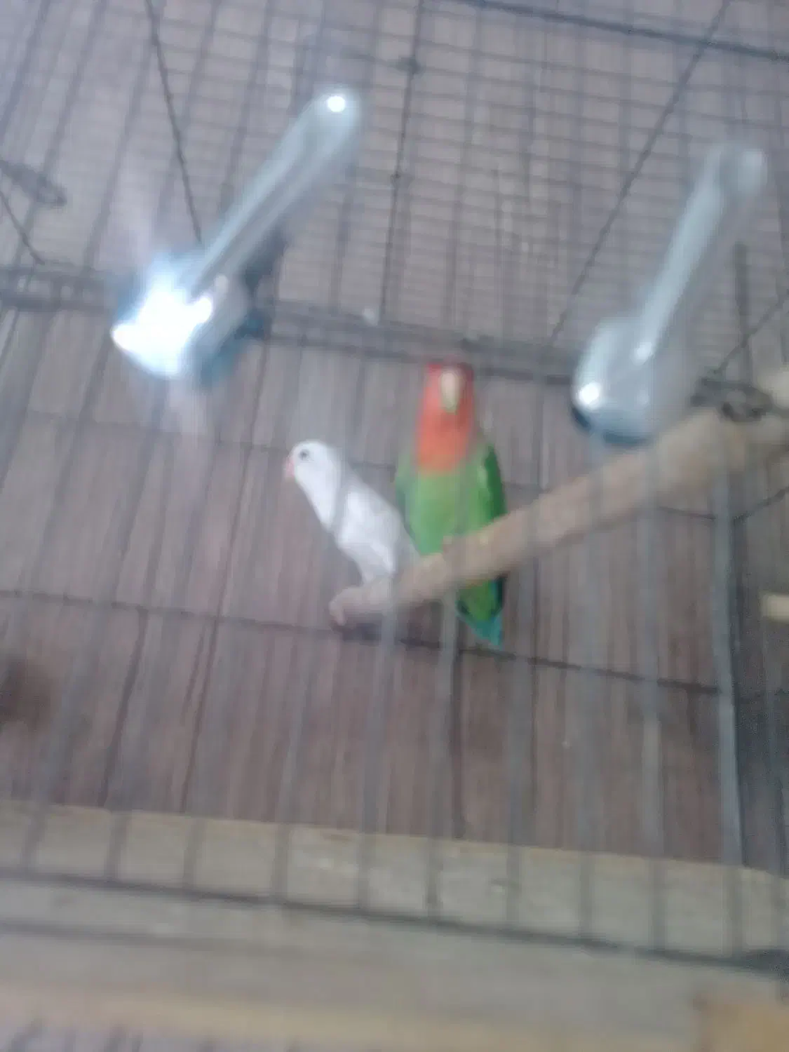 طوطی برزیلی مولد|پرنده|فردیس, شهرک صنعتی سیمین دشت|دیوار