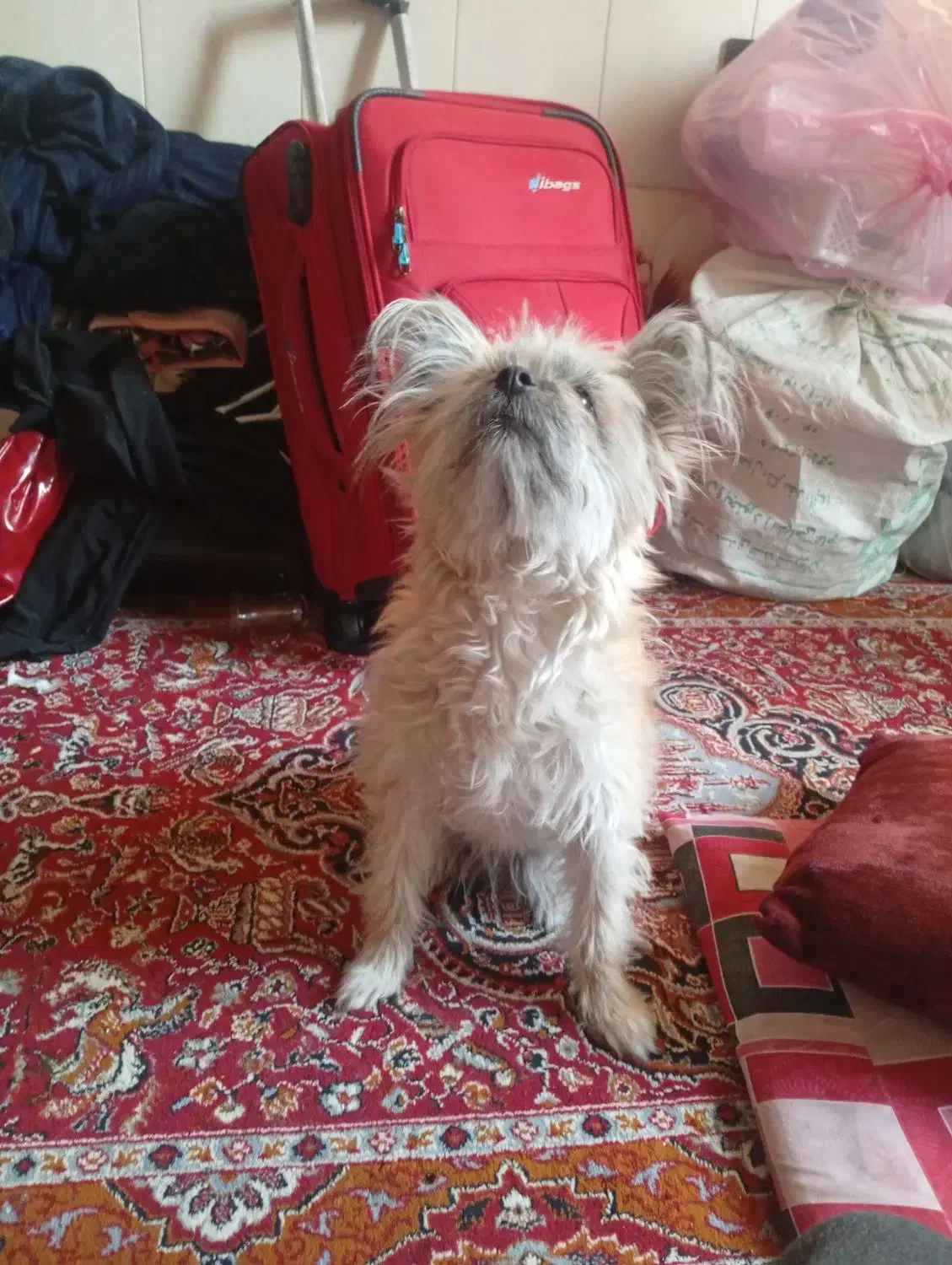 سگ تریر|سگ|کاشان, یزد‌آباد|دیوار