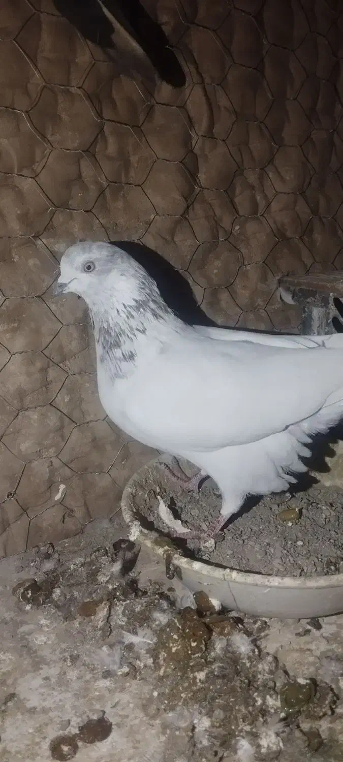 پنج عدد کبوتر عالی|پرنده|پاکدشت, پاکدشت (مامازند)|دیوار